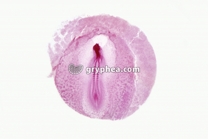 Embryon Poulet 24 h in toto x2 - gryphea.com